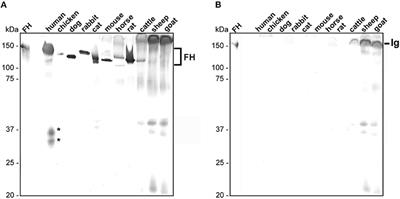 Further Insights Into the Interaction of Human and Animal Complement Regulator Factor H With Viable Lyme Disease Spirochetes